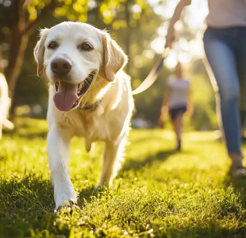 happy dog walking